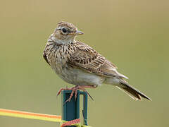 Eurasian Skylark