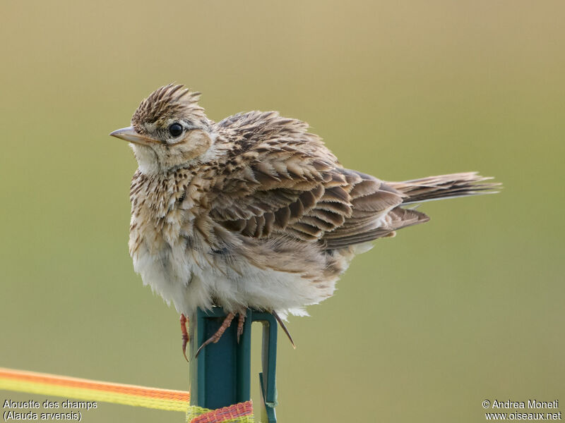 Eurasian Skylark