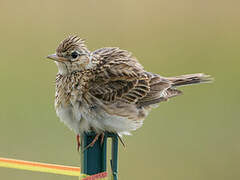 Eurasian Skylark