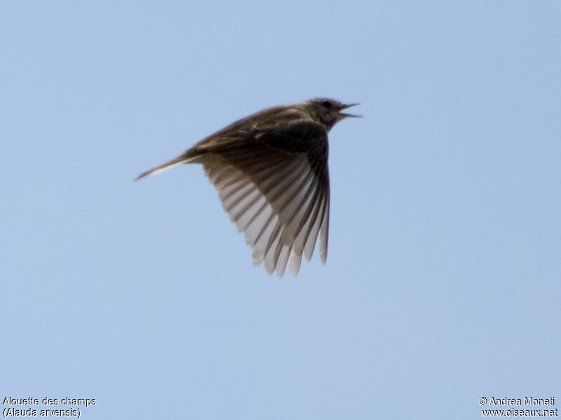 Eurasian Skylark