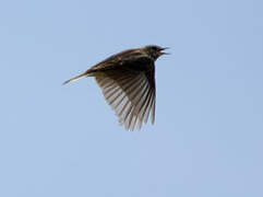 Eurasian Skylark