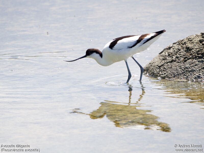 Avocette élégante, mange