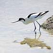 Avocette élégante