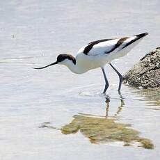 Avocette élégante