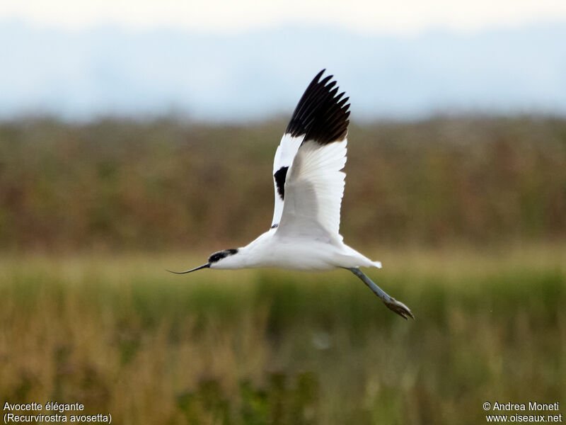 Avocette élégante