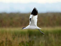 Avocette élégante