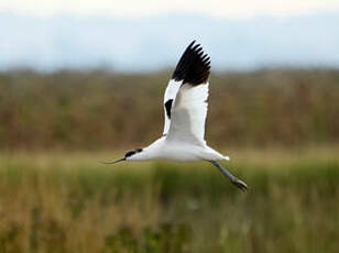 Avocette élégante