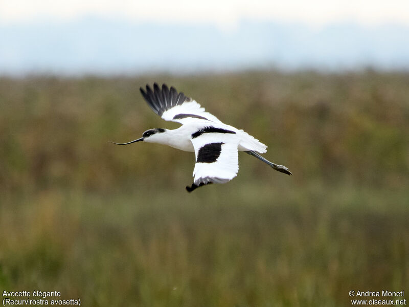 Pied Avocet