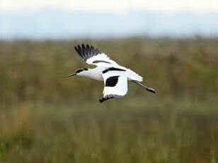 Avocette élégante