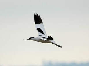 Avocette élégante