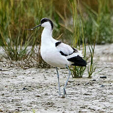 Avocette élégante