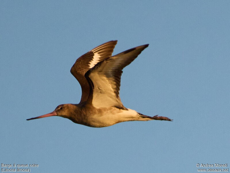 Black-tailed Godwitadult post breeding, Flight