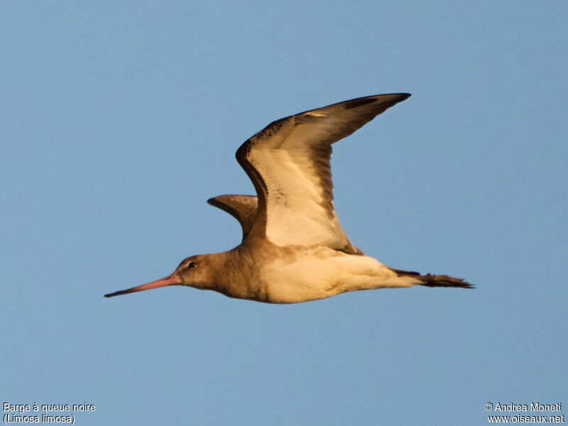 Black-tailed Godwitadult post breeding, Flight