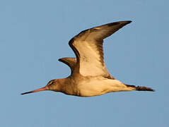 Black-tailed Godwit