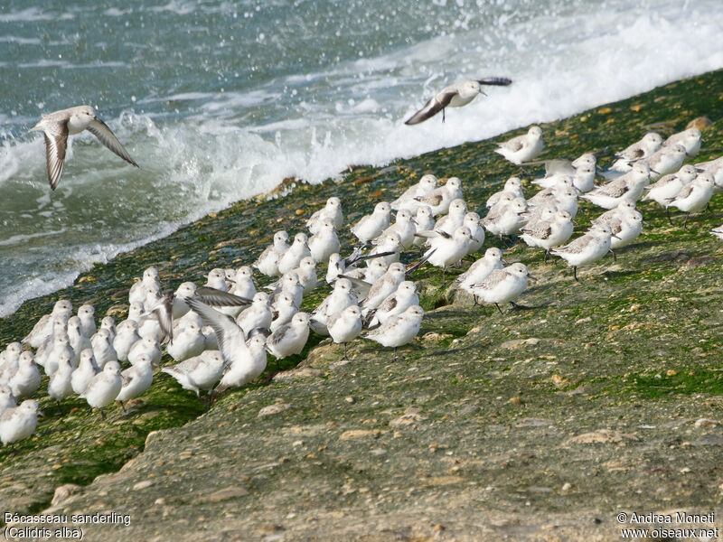 Sanderling, habitat