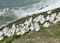 Bécasseau sanderling