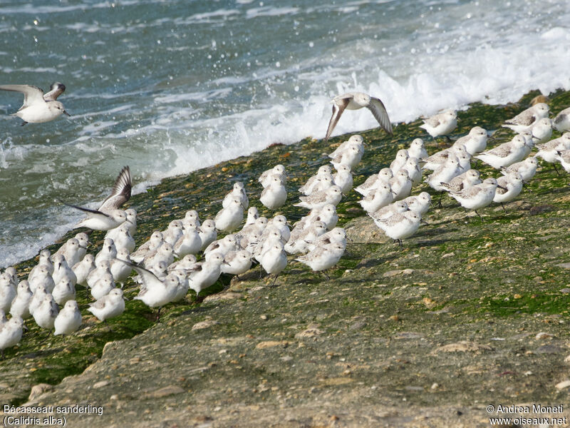 Sanderling