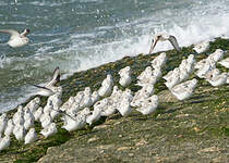 Bécasseau sanderling