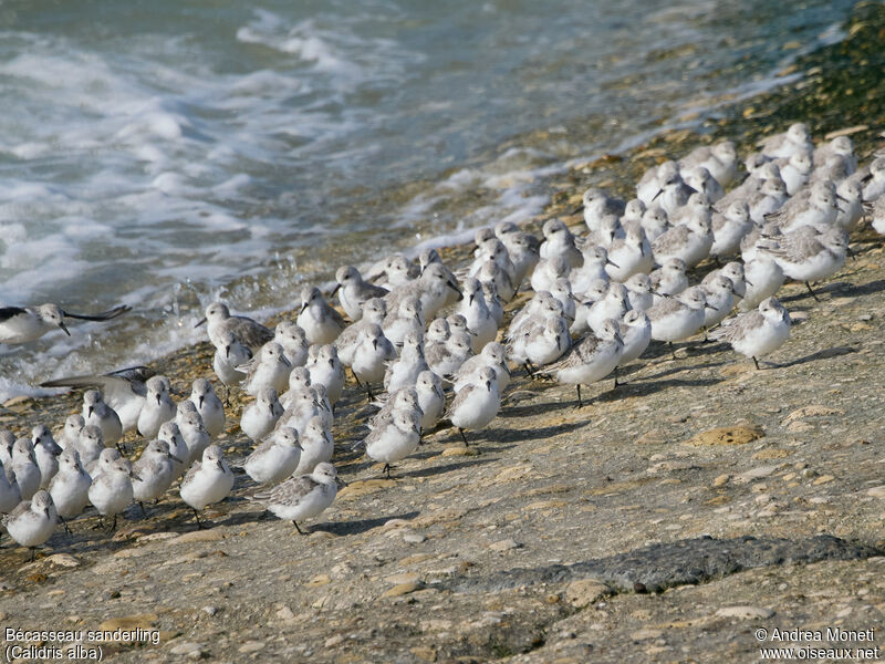 Sanderling