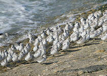 Bécasseau sanderling