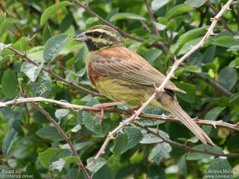 Cirl Bunting, close-up portrait