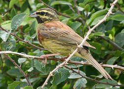 Cirl Bunting