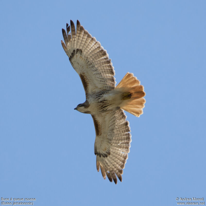 Red-tailed Hawk