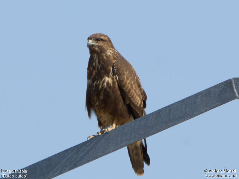 Buse variable