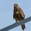 Buse variable