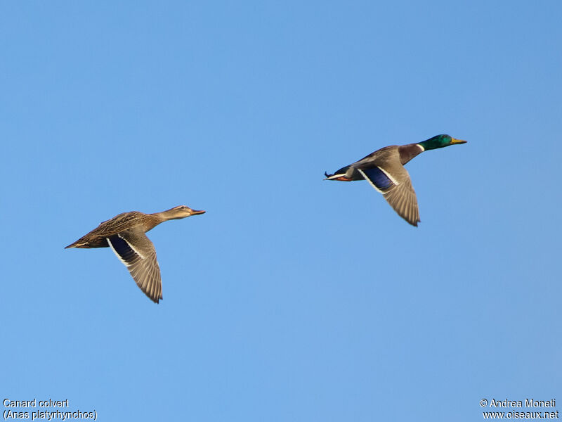 Canard colvert