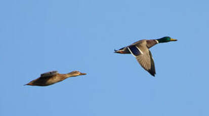 Canard colvert