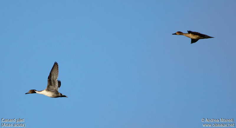 Canard piletadulte, Vol