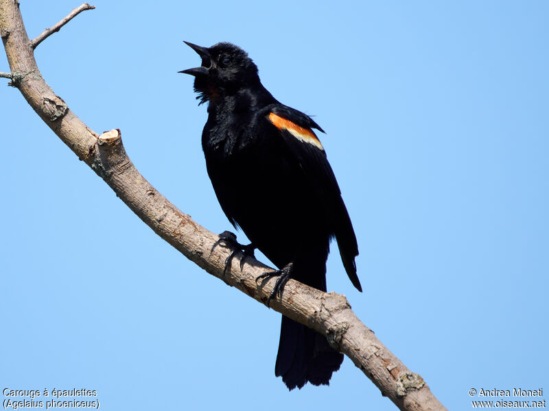 Red-winged Blackbird