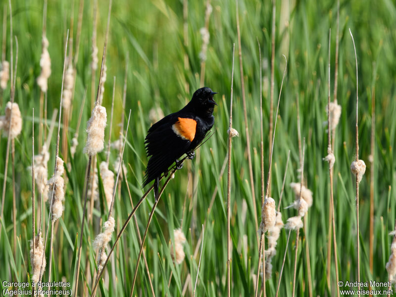 Red-winged Blackbird