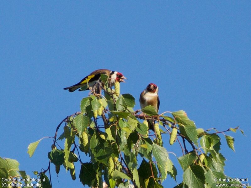 Chardonneret élégant