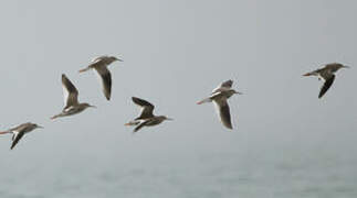 Common Redshank