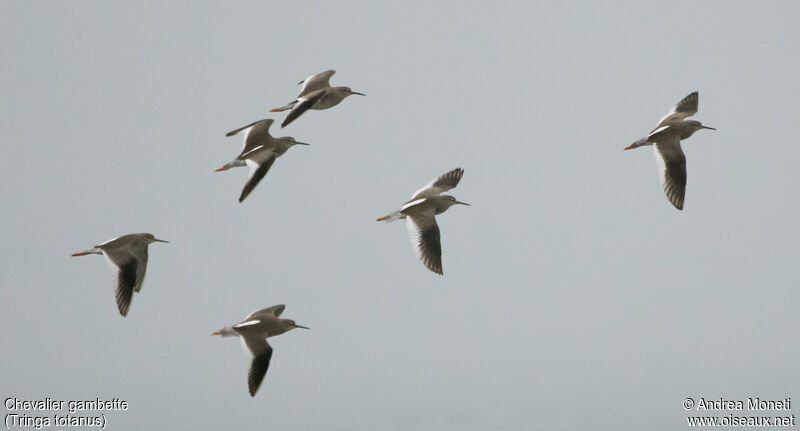 Common Redshank