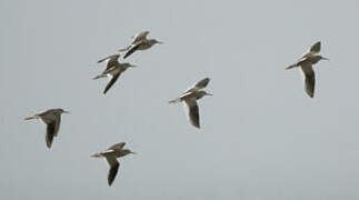 Common Redshank