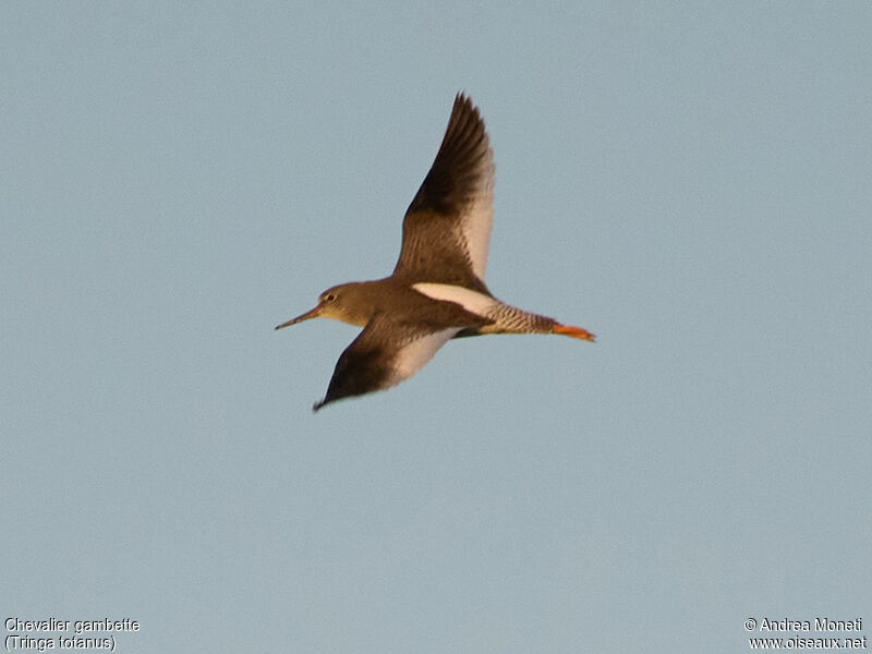 Common Redshank