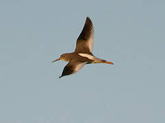 Common Redshank