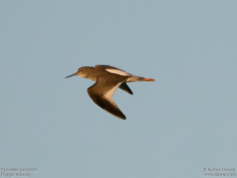 Common Redshank