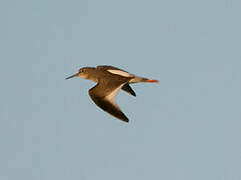 Common Redshank