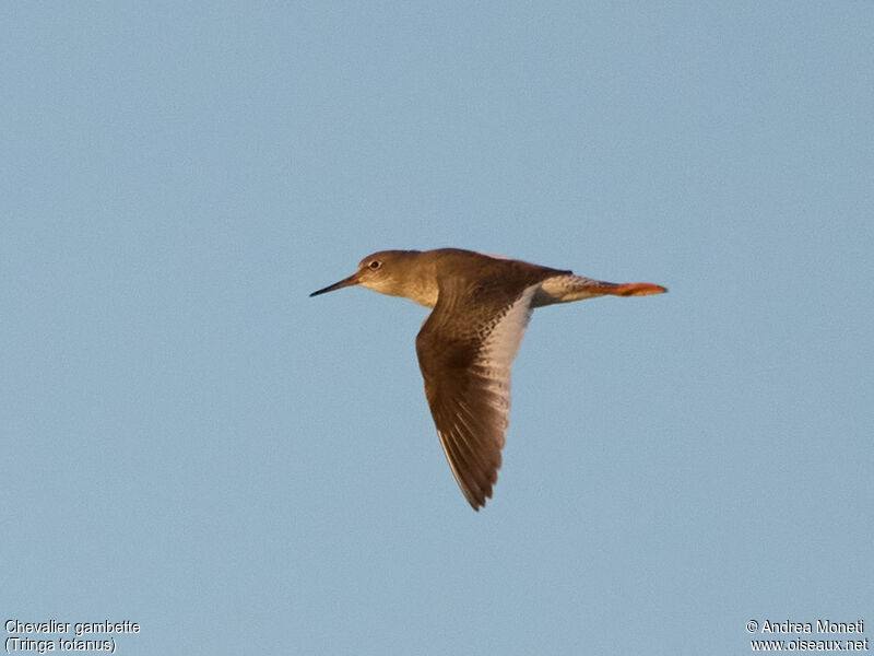 Common Redshank, Flight