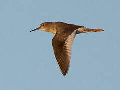 Common Redshank