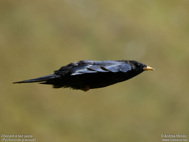 Alpine Chough, Flight