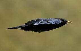 Alpine Chough