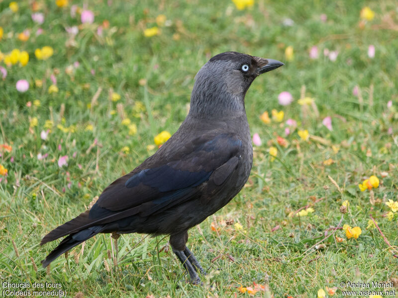 Western Jackdaw