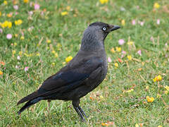 Western Jackdaw