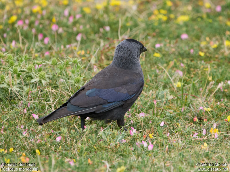 Western Jackdaw, close-up portrait