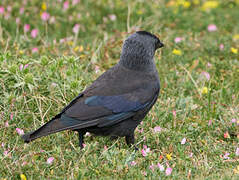 Western Jackdaw